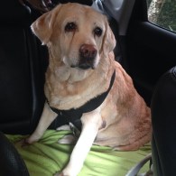 14049789724_e285834b01_o